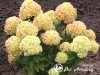 Hortenzija šluotelinė ,Little Cotton Cream' (lot. Hydrangea paniculata)